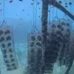 Carbon Neutral Nets