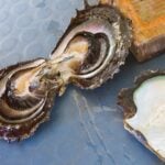 Open Oyster Carbon Neutral