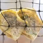 Oyster shells resting in netting as part of the Pick a Pearl experience