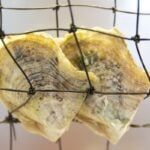 Oyster shells resting in netting as part of the Pick a Pearl experience