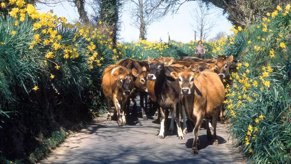 heard of jersey cows in jersey
