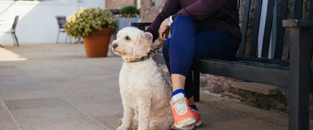 What to Do at Jersey Pearl With Dogs