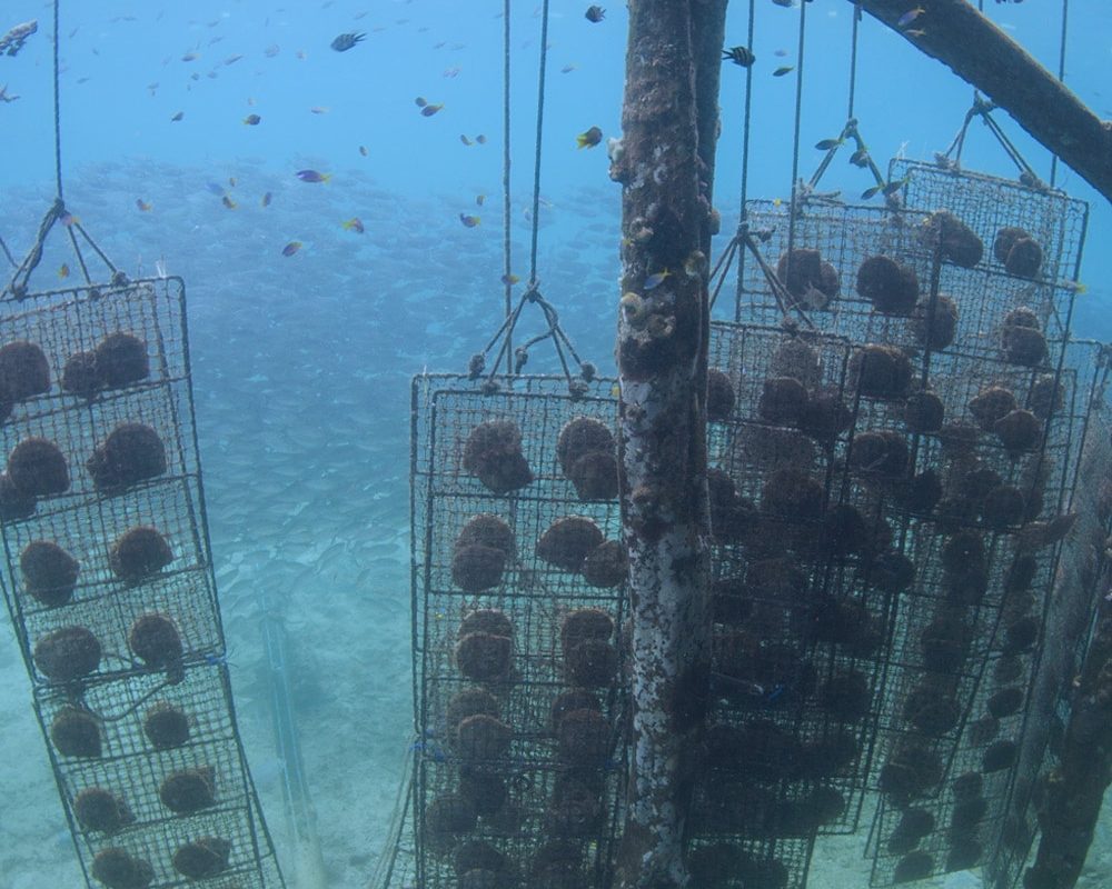 Carbon Neutral Nets