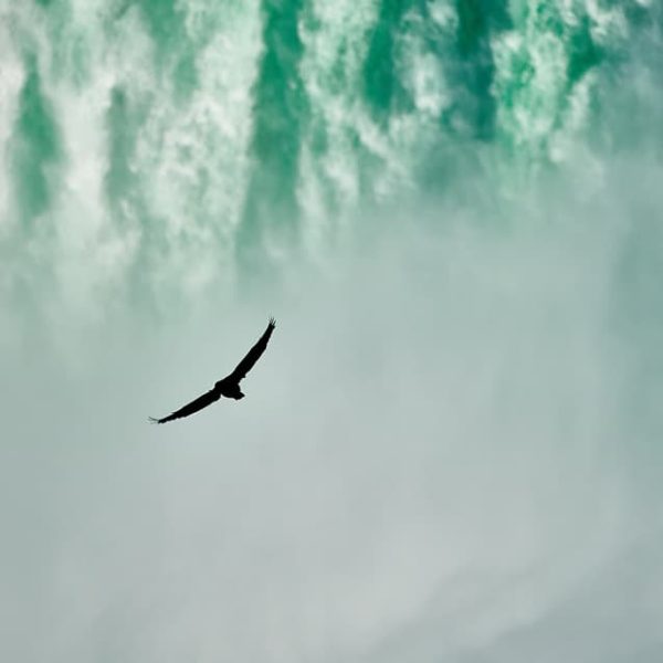 Carbon-Neutral2