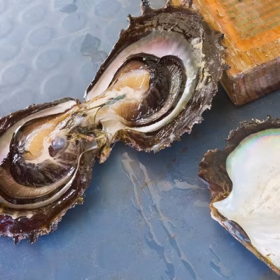 Open Oyster Carbon Neutral