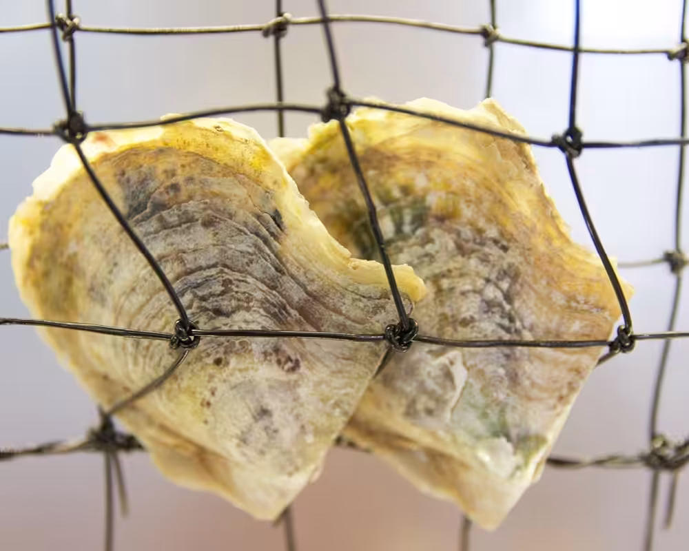 Oyster shells resting in netting as part of the Pick a Pearl experience