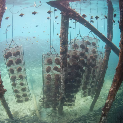 Pearl Oysters Hang Under Pearl Farm Pier in Raja Ampat