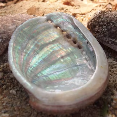 ormer ormer