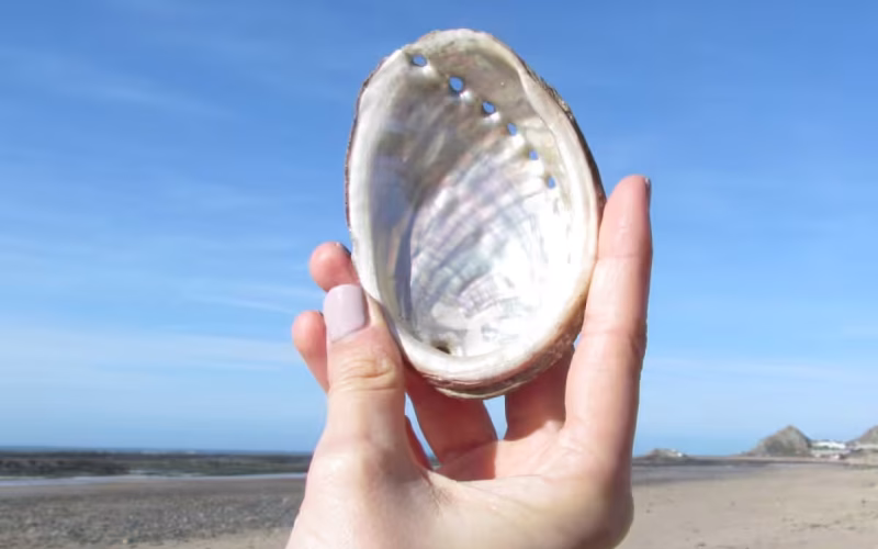 ormer3