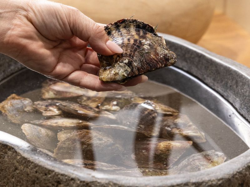 hand holding oyster from oyster pool