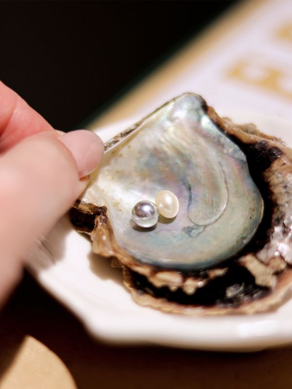 Akoya oyster shell with two pearls inside